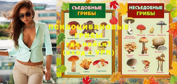шишки Абаза